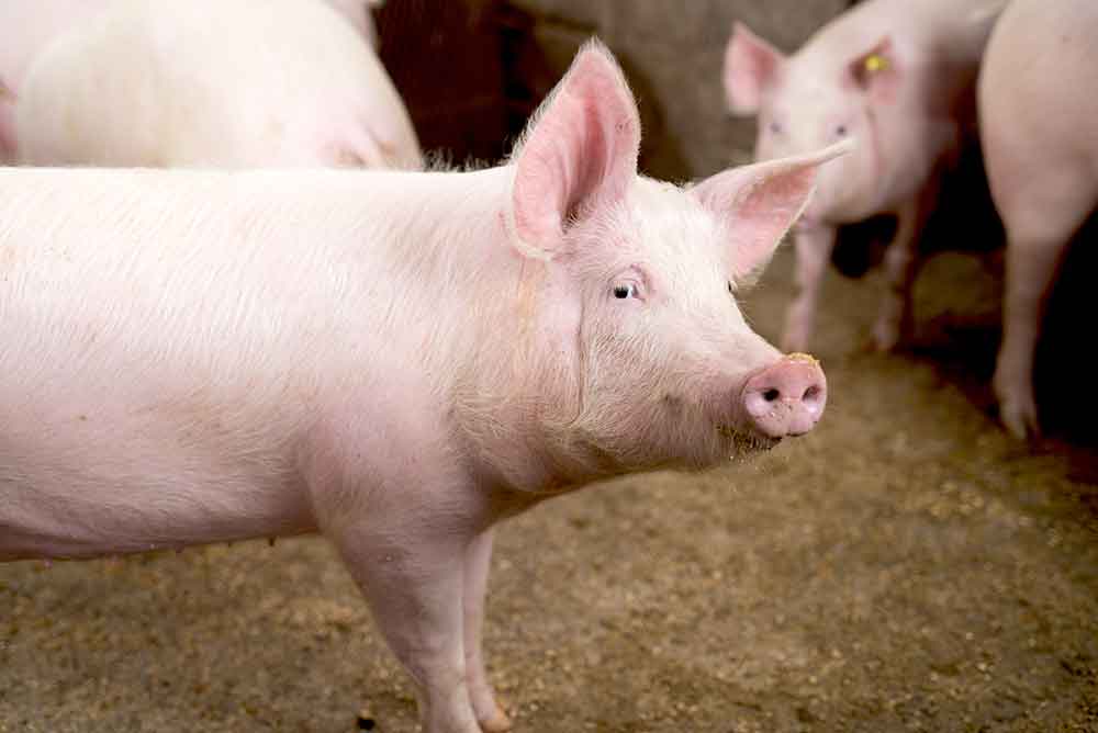 中國政治局會議罕見提及穩豬價，供給側“反內卷”信號增強