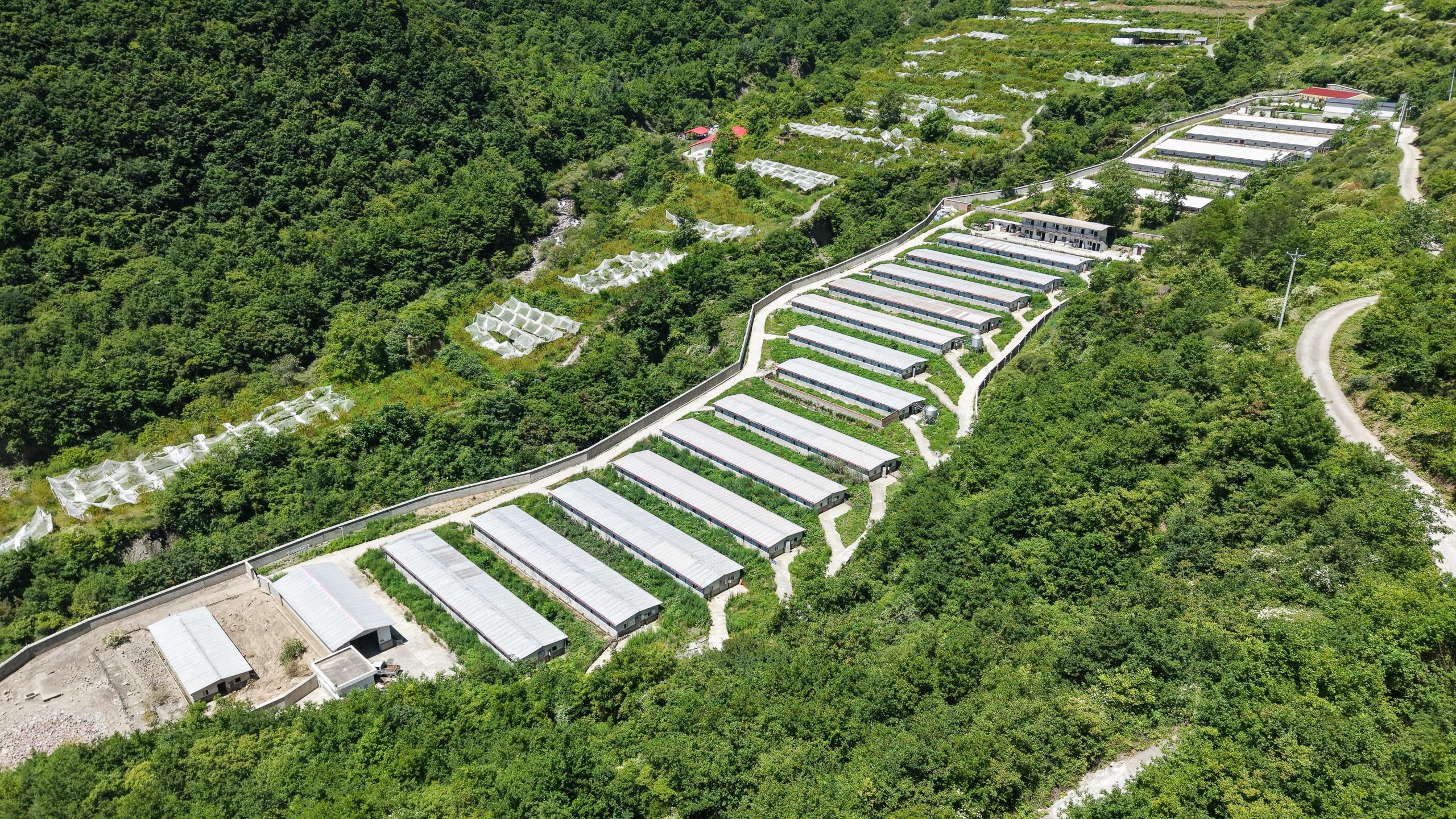 四川色灣藏香活大豬首次進入澳門市場